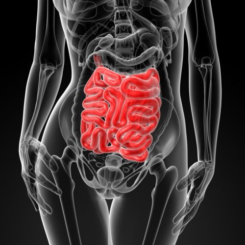 3d render of the female small intestine - front view