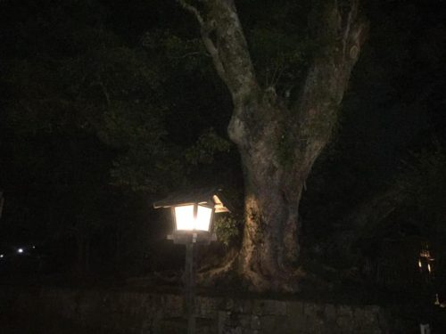 58580570_1315989275218001_518042385259692032_n